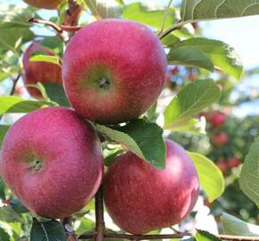 Jabloň zimní 'Rubelit' - Malus domestica 'Rubelit'