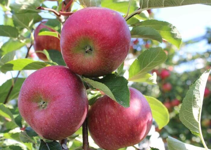 Jabloň zimní 'Rubelit' - Malus domestica 'Rubelit'