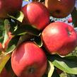 Jabloň zimní 'Rubin Spur' - Malus domestica 'Rubin Spur'