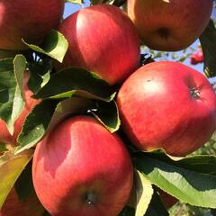 Jabloň zimní 'Rubin Spur' - Malus domestica 'Rubin Spur'