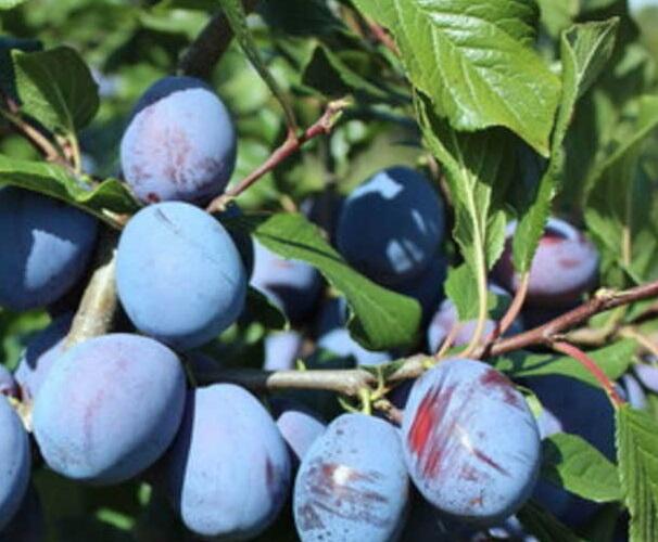 Švestka pozdní 'Haroma' - Prunus domestica 'Haroma'