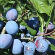 Švestka pozdní 'Haroma' - Prunus domestica 'Haroma'