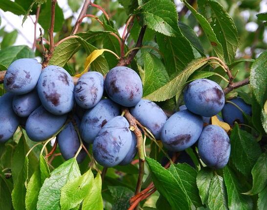 Pološvestka pozdní 'Jofela' - Prunus domestica 'Jofela'