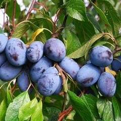 Pološvestka pozdní 'Jofela' - Prunus domestica 'Jofela'