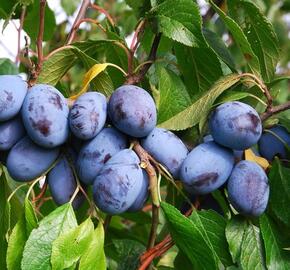 Pološvestka - pozdní 'Jofela' - Prunus domestica 'Jofela'