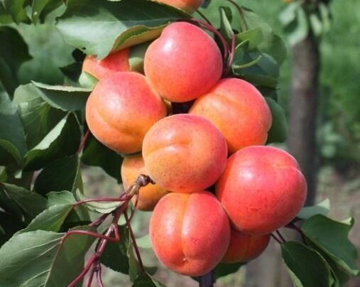 Meruňka středně raná 'Adriana' - Prunus armeniaca 'Adriana'
