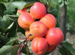 Meruňka středně raná 'Adriana' - Prunus armeniaca 'Adriana'