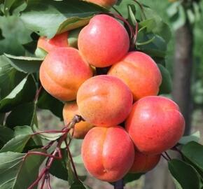 Meruňka středně raná 'Adriana' - Prunus armeniaca 'Adriana'