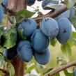 Pološvestka - velmi pozdní 'Topend Plus' - Prunus domestica 'Topend Plus'