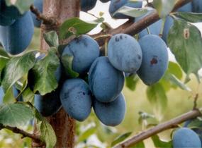 Pološvestka velmi pozdní 'Topend Plus' - Prunus domestica 'Topend Plus'