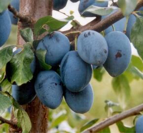 Pološvestka velmi pozdní 'Topend Plus' - Prunus domestica 'Topend Plus'