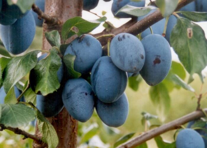 Pološvestka velmi pozdní 'Topend Plus' - Prunus domestica 'Topend Plus'