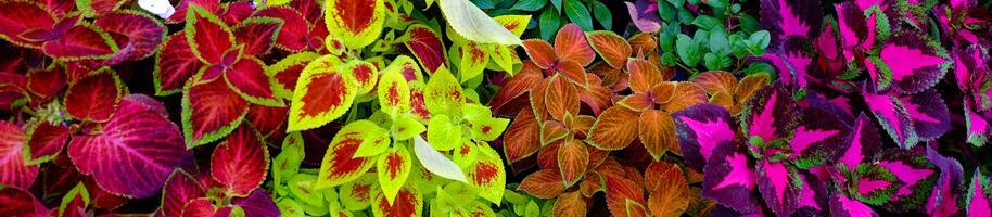 coleus vice druhu a netykavky