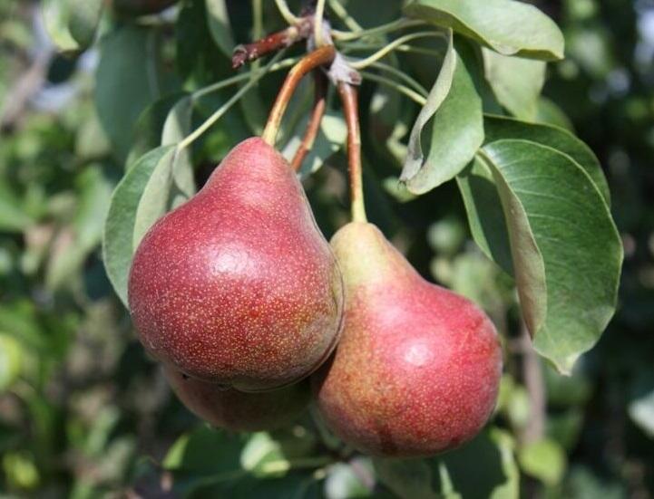 Hrušeň letní 'Krvavka' - Pyrus communis 'Krvavka'