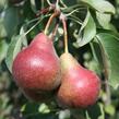 Hrušeň letní 'Krvavka' - Pyrus communis 'Krvavka'