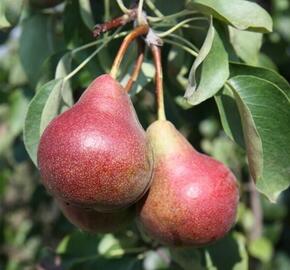 Hrušeň letní 'Krvavka' - Pyrus communis 'Krvavka'