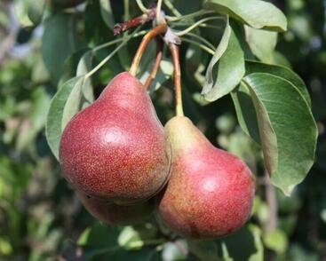 Hrušeň letní 'Krvavka'