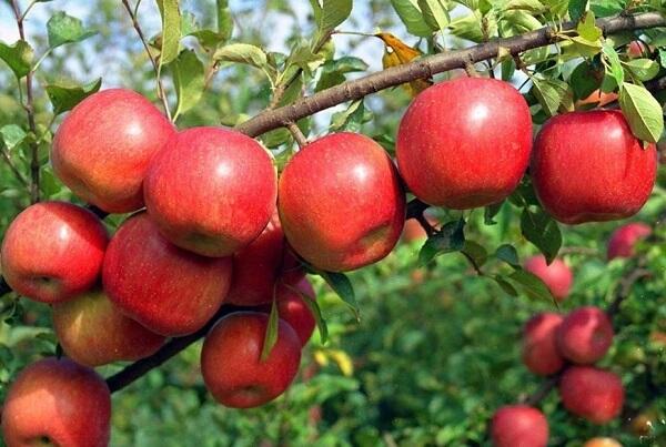 Jabloň zimní 'Rondo' - Malus domestica 'Rondo'