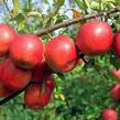 Jabloň zimní 'Rondo' - Malus domestica 'Rondo'