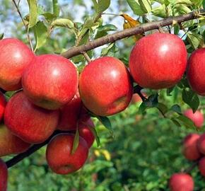 Jabloň zimní 'Rondo' - Malus domestica 'Rondo'