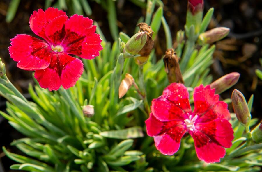 Hvozdík 'Pillow Red' - Dianthus 'Pillow Red'