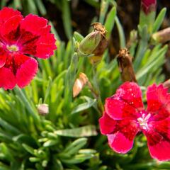 Hvozdík 'Pillow Red' - Dianthus 'Pillow Red'