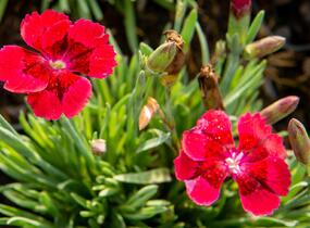Hvozdík 'Pillow Red' - Dianthus 'Pillow Red'