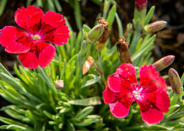 Hvozdík 'Pillow Red' - Dianthus 'Pillow Red'