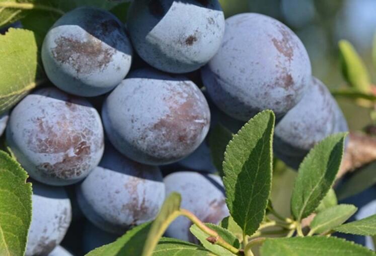 Švestka pozdní 'Švestka domácí' - Prunus domestica 'Švestka domácí'