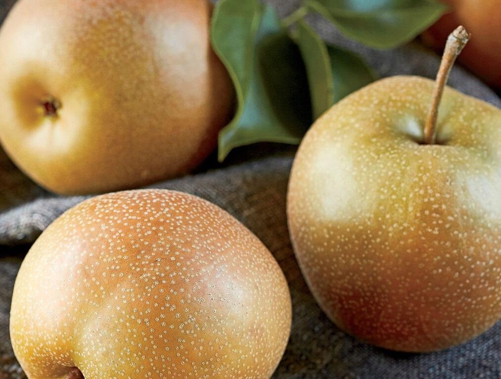 Hrušeň nashi letní 'Benita' - Pyrus hybrid 'Benita'