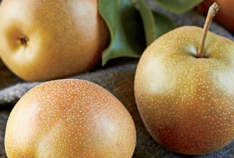 Hrušeň nashi letní 'Benita' - Pyrus hybrid 'Benita'