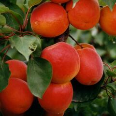 Meruňka pozdní 'Kioto' - Prunus armeniaca 'Kioto'