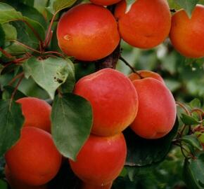 Meruňka pozdní 'Kioto' - Prunus armeniaca 'Kioto'