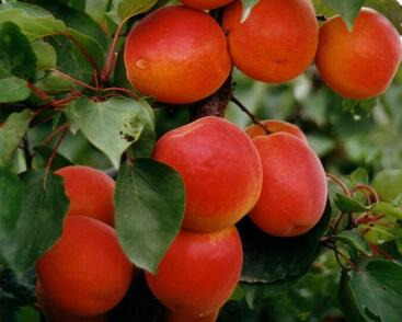 Meruňka pozdní 'Kioto'