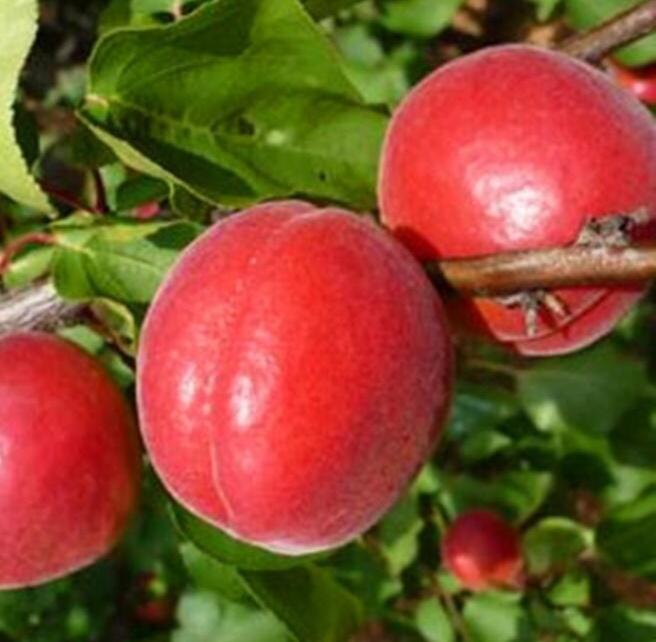 Meruňka středně raná 'Big Red' - Prunus armeniaca 'Big Red'