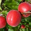 Meruňka středně raná 'Big Red' - Prunus armeniaca 'Big Red'
