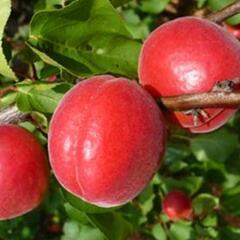 Meruňka středně raná 'Big Red' - Prunus armeniaca 'Big Red'