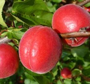 Meruňka středně raná 'Big Red' - Prunus armeniaca 'Big Red'