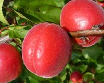 Meruňka středně raná 'Big Red'