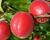 Meruňka středně raná 'Big Red'