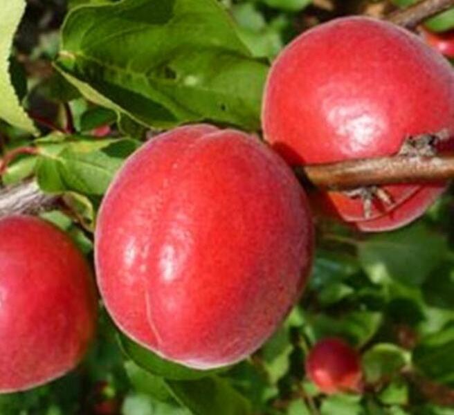 Meruňka středně raná 'Big Red' - Prunus armeniaca 'Big Red'