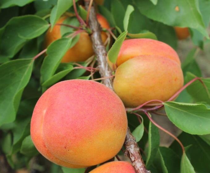 Meruňka velmi raná 'Pinkcot' - Prunus armeniaca 'Pinkcot'