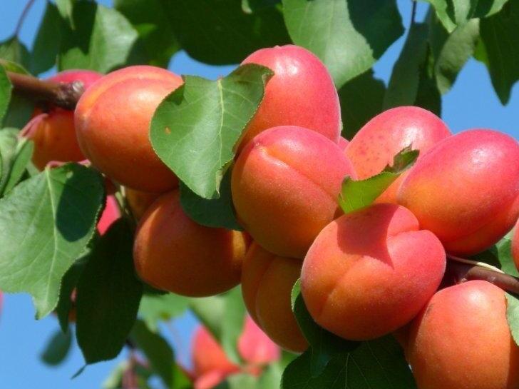 Meruňka velmi raná 'Tsunami' - Prunus armeniaca 'Tsunami'