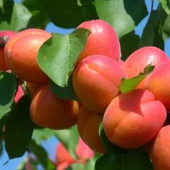 Meruňka velmi raná 'Tsunami' - Prunus armeniaca 'Tsunami'