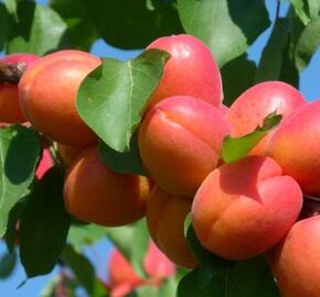 Meruňka velmi raná 'Tsunami' - Prunus armeniaca 'Tsunami'