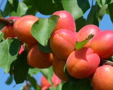 Meruňka velmi raná 'Tsunami'