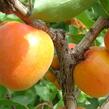 Meruňka velmi raná 'Spring Blush' - Prunus armeniaca 'Spring Blush'