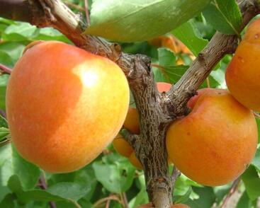 Meruňka velmi raná 'Spring Blush'