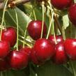 Třešeň pozdní 'Irena' - Prunus avium 'Irena'