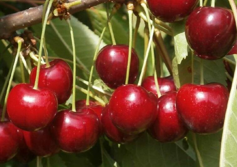 Třešeň pozdní chrupka 'Irena' - Prunus avium 'Irena'